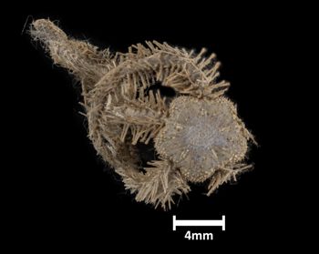 Media type: image;   Invertebrate Zoology OPH-2397 Description: Top of brittle star with a view of the disc.;  Aspect: dorsal